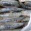 Frozen Sardine