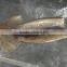 Zhengyuan Frozen Illex Squid Tube