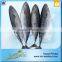 Hot Selling 18 Months Shelf Life Frozen Bonito Tuna Whole Fish