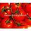 Natural tomato powder extract/tomato flavor powder/tomato powder