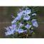 Rosemary Essential Oil