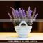 2016 Chinese succulent plant flower pots
