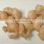 Chinese Food Ginger at the Price of Fresh Ginger