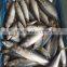 Land Frozen White Belly Pacific Mackerel