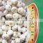 Fresh Garlic Natural Garlic White Garlic