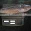 Frozen Sea Caught Mahi Mahi Fish Whole