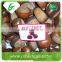Turkish wholesale frozen chestnuts