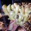 Wholesale Ginger Price