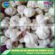 Jinxiang wholesale garlic price