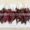 TianYing chili pepper