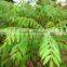 100% NATURAL CURRY LEAF ESSENTIAL OIL INDIA