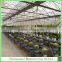 single-span large tunnel solar greenhouse for flower/vegetable growing