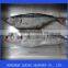 whole round red tail horse mackerel