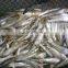 8-10pcs/kg Sardine W/R new coming 2015