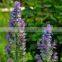 Clary Sage