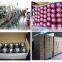 Cotton-wrapped polyester corespun sewing thread 28S/2 tex 40