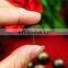 Umbrella shape antique brass nails for sofa
