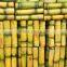 Best Fresh Sweet Sugar Cane From Vietnam