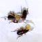 Wuhan Unioasis Biokiller roach killer gel 5g harmless to human