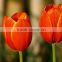 Top grade OEM decoration tulip flower