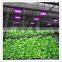 Greenhouse Led Flower Light for Growing Tomato, Lettuce, Vegetable, Flower, Orchid, Medicinal Plants