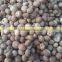 DRIED WHOLE BETEL NUT IN VIETNAM in 2016 drop