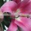 Pure and mild flavor crazy selling fresh cut orchids and lilies