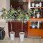 2016 High Quality Artificial Bonsai For Hotel Decoration