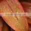 Digital Printing Customized Design Clear Sheet Glass Price