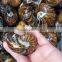 new arrived good quality natural conch ammonite nautilus fossil stone for decoration