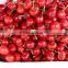 bagged china fresh cherries price lower and high quality