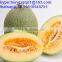 Freeze Dried honeydew melon owder Top quality