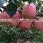 Fuji Apple Farm Export