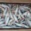 Frozen Sardine for Tuna Bait