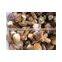 New Crop Frozen Boletus Edulis