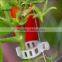 High Quality Vegetable Garden Plastic Tomato Clips