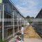 Large Tunnel galvanized Agricultural Greenhouse for Green Vegetables