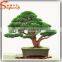 2015 Guangzhou professional supplier make artificial pine bonsai tree for sale