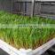 cattle green fodder growing machine green fodder machine animal fodder making machine