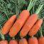 Drought Resistant HIgh Yield and Strong Growth Hybrid Carrot Seeds Vegetable Seeds No.83