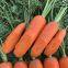 drought resistant hIgh yield and strong growth hybrid carrot seeds vegetable seeds no.83