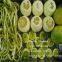 Apple Peeling Machine Industrial Electric Apple Peeler Corer Slicer Machine