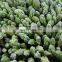 Green Food Frozen Asparagus Tips Frozen Asparagus New Crop Factory Price Good Quality