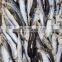 Hot sale frozen sardine export for bait jig sardines