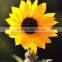 Popular hot-sale various fresh sunflower flowers