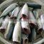Processed frozen HG Pacific mackerel and Scomber Japonicus