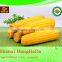 national flag Perfect corn