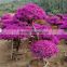 Large size Blooming Bougainvillea