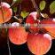Yantai Fresh Fuji Apple Best Price Exporter in China
