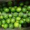 VIETNAM LIME WITHOUT SEED